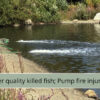Fish, fire, and a fading trail of answers: what we know about the Lido this summer lidowaterquality